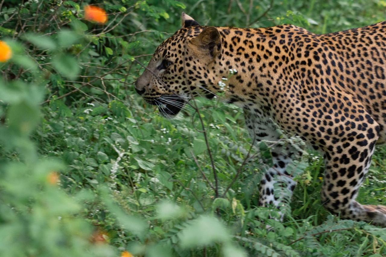 Funky Leopard Safari Lodge Bordering Yala National Park Катарагама Экстерьер фото