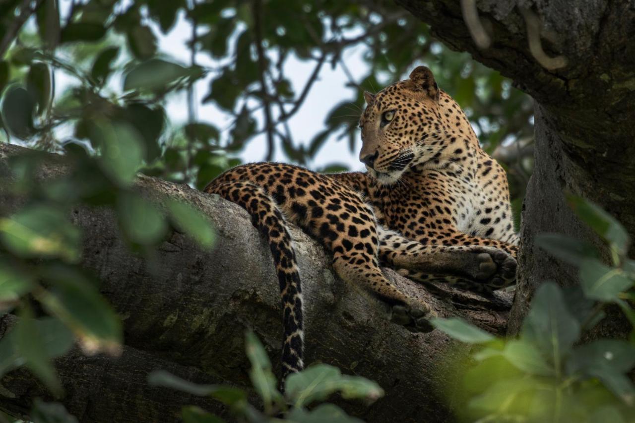 Funky Leopard Safari Lodge Bordering Yala National Park Катарагама Экстерьер фото