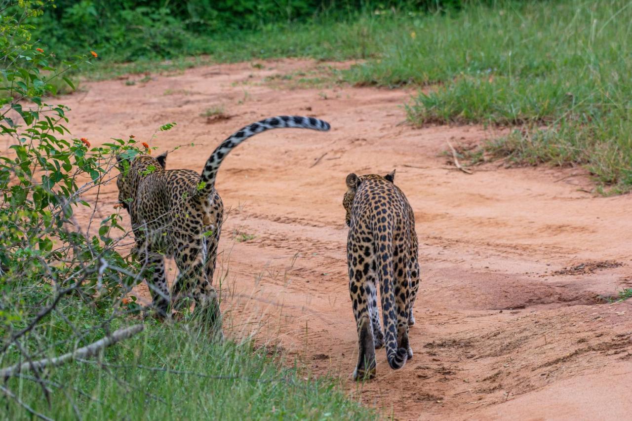Funky Leopard Safari Lodge Bordering Yala National Park Катарагама Экстерьер фото